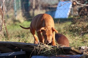 APBT s pp , americký pitbulteriér , pitbul , pittbul - 8