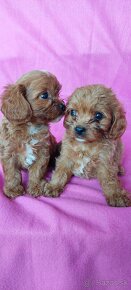 Cavapoo,kavapoo mini,cavapo - 8