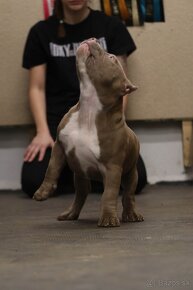 American Bully - 8