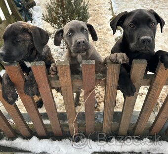 Cane Corso - 8