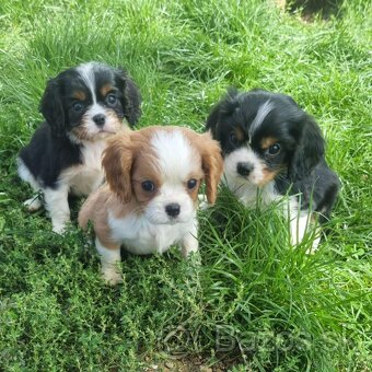 Cavalier king charles spaniel - 8