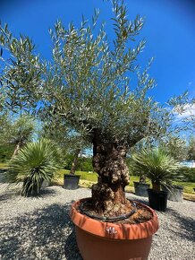 Olivovník európsky (Olea europaea) - 8