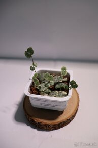 Izbové rastliny - 8