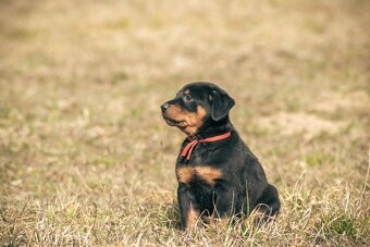 Beauceron s PP - 8