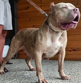 American bully xl - 8