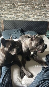 Šteniatka Cane Corso - 8