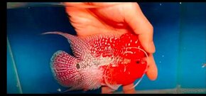 Flowerhorn - 8