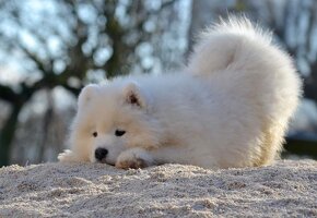 Samojed s PP LA TORRE ROJA - 8