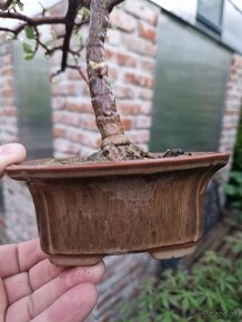 Krasny Bonsaj Portulacaria afra Variegatna forma - 8