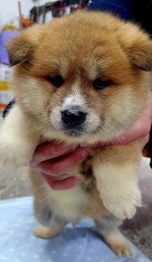 Akita inu - 8