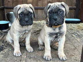 Šteniatka Bullmastiff, Bulmastif (2 sučky) - 8