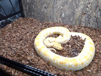 PREDÁM PYTHON MOLURUS BIVITTATUS ALBINO CARAMEL - 8