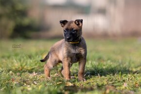 Malinois - Tomanland Kennel - 8