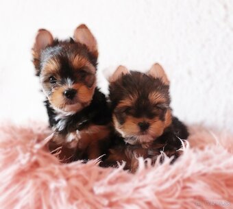 Yorkshire terrier fenky - 8