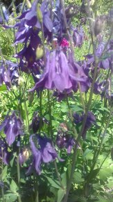 Orlíček obyčajný –Aquilegia vulgaris-prázdnokvetý a plnokvet - 8