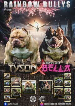 American Bully Micro Fenka - 8