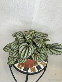 Peperomia Mystique - 8