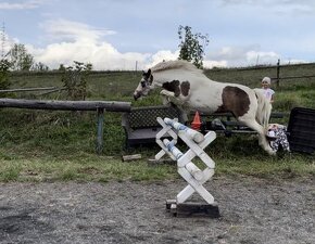 Pony kobylka 122 cm - 8