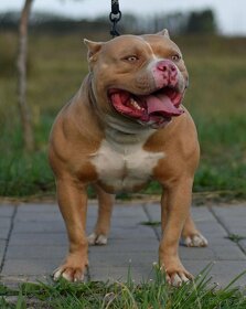 American Bully krytie - 8