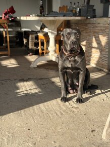 Predam/eladó steniatka Cane Corso - 8