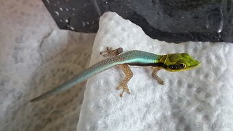 Phelsuma klemmeri - 8