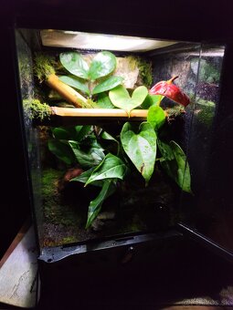 Terarium Exo terra - 8