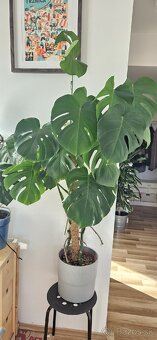 Monstera deliciosa - 8