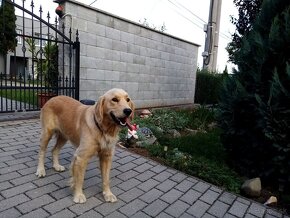 Golden retriever-zlaty retrívr - 8