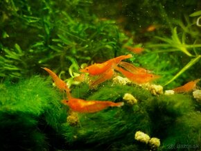 krevetky (Neocaridina) - 8