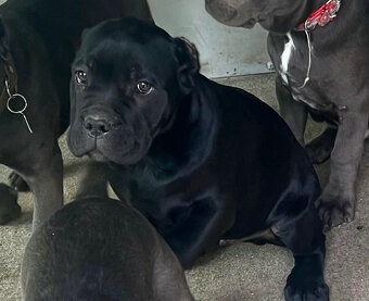 Šteniatko Cane Corso – úplne čierny psík - 8