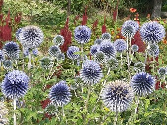 Echinops bannaticus "Blue Glow" - Ježibaba modrá - 8