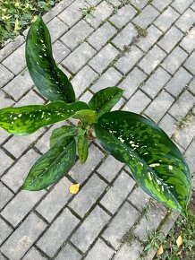 Dieffenbachia Crocodile - 8