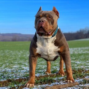 American bully xl, pitbull xxl - 8