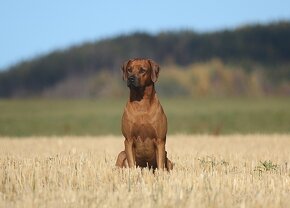 Rhodesian Ridgeback - 8