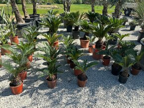 Cykas japonský (Cycas revoluta) - 8