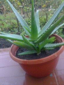 Aloe vera  kaktus, citronovník.,,oleander. trúbkovec. - 8