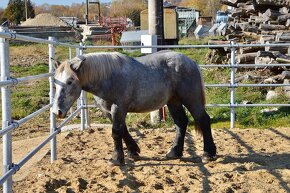 Žrebec na predaj - Percheron - 8