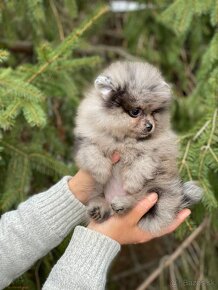 Pomeranian Merle fenečka PP UCI - 8