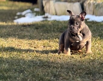 American Bully micro - 8