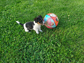 Jack Russel terier ( Opravene cislo mobilu) - 8