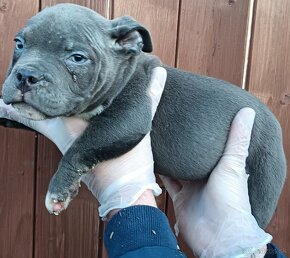 J&K bullys "ponúkame na predaj American bully pocket - 8