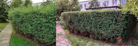 ošetrovanie záhrady a stromov, výruby - 8
