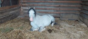 Klisna welsh pony B - 8