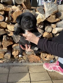 Šteniatka mix špic a labrador - 8