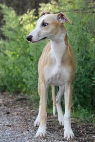 Vipet / Whippet - 8