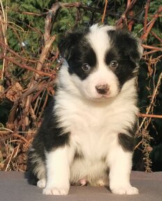 Border Collie, kolia - 8