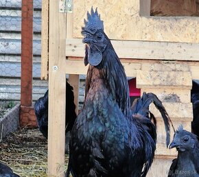 Kuriatka Ayam Cemani - 8