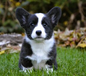 Welsh Corgi Cardigan FCI- krásná dívka - 8