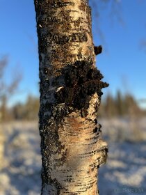 Arktická huba Chaga zbieraná vo Švédsku - 8