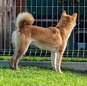 Shiba inu fenka s PP - 8